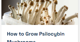 GROWING PSILOCYBIN MUSHROOMS