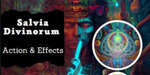 Salvia Divinorum Action and Effects